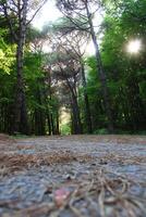 Istanbul belgrado foresta. sporco strada fra pino alberi. endemico pino alberi foto