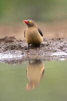 rosso fatturato bufaga, bufago eritrorinco, riflettendo nel pozza d'acqua, kwazulu natale Provincia, Sud Africa foto