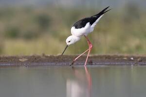 nero alato trampolo, himantopus himantopo, a piedi nel acqua, kwazulu natale Provincia, Sud Africa foto