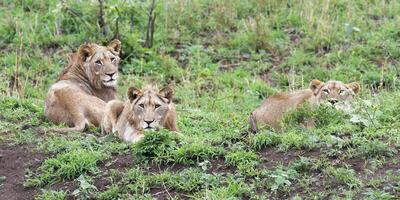 gruppo di tre femmina leoni, panthera Leo, dire bugie su erba, kwazulu natale Provincia, Sud Africa foto