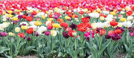 fioritura tulipani campo nel Olanda, primavera - bellissimo floreale verde sfondo foto