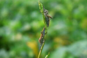 Due pentatomomorpha a piedi su bellissimo le foglie nel il Giardino dietro la casa foto