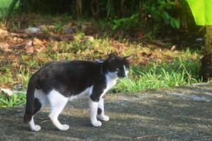 un' nero e bianca animale domestico gatto su un' nazione strada foto