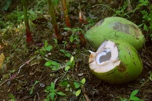 fresco verde Noce di cocco è già pelato foto