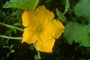 un' bellissimo zucca fiore cresce foto