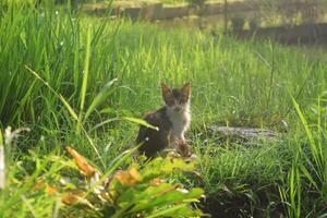 il gattino era nel il riso i campi di uno di il villaggi foto