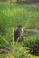 nel il mattina Là era un' gattino nel il riso i campi foto