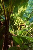 banane crescere in giro il giardino foto