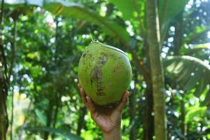 un' di persona mano Spettacoli un' giovane verde Noce di cocco foto