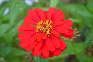 zinnia fiori Guarda molto bellissimo foto