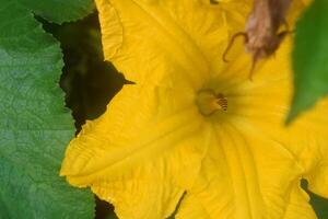 avvicinamento foto di miele api approccio giallo zucca fiori