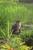 nel il mattina Là era un' gattino nel il riso i campi foto