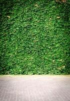 muro di edera verde foto