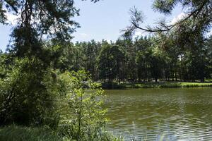 foresta lago paesaggio nel soleggiato estate giorno. foto