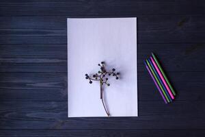 bianca carta, multicolore matite e ramo di selvaggio uva. foto