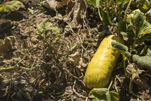 il giallo zucchine nel il giardino. foto