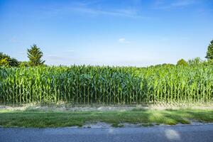 Mais campo nel terreno agricolo. vicino su. foto