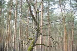 singolo albero nel foresta coperto con muschio foto