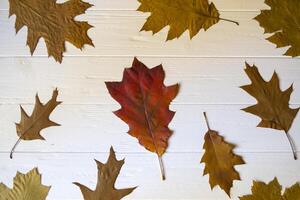 autunno le foglie su un' bianca di legno sfondo. luminosa modello. foto