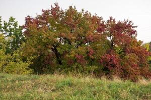 autunno albero. autunno paesaggio. foto