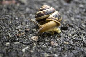 lumaca strisciando su asfalto dopo pioggia. selvaggio natura vicino su. foto