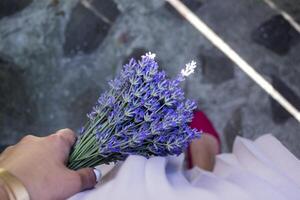 donna Tenere mazzo di lavanda nel mano all'aperto. foto