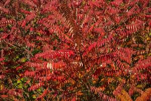 rosso le foglie modello. rosso naturale struttura. foto