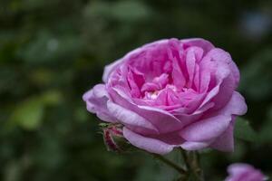 bellissimo fioritura tè rosa. macro sparo. foto