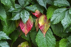 autunno le foglie sfondo. bellissimo autunno le foglie modello. foto