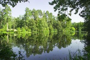 tranquillo, calmo posto nel il parco. un' lago nel foresta paesaggio. foto