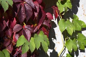 colorato autunno le foglie. naturale autunno modello. foto