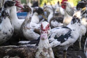 il uccelli azienda agricola. foto