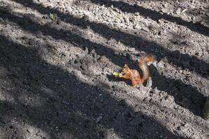 un' scoiattolo seduta su il terra e mangiare noce. foto