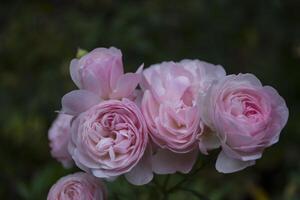 rosa rosa in giardino. foto