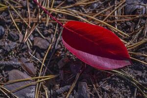 rosso foglia di autunno. bellissimo autunno sfondo. foto
