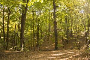 soleggiato autunno paesaggio a foresta foto