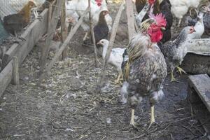 il uccelli azienda agricola. foto