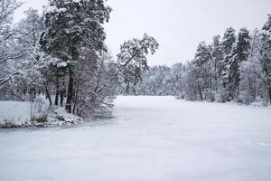 inverno foresta paesaggio. il alberi nel inverno. foto