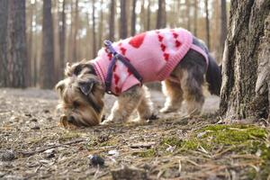 il carino yorkshire terrier a piedi nel il foresta. foto