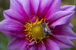 un' ape su il rosa fiore. foto