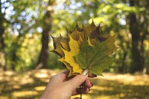 donna Tenere il colorato autunno le foglie. un' mazzo di caduto le foglie. autunno vibrazioni. foto