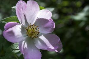 selvaggio rosa vicino su. foto