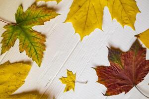 autunno le foglie su un' bianca di legno sfondo. luminosa modello. foto