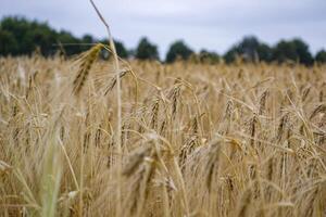 Grano campo a estate. foto