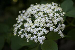 un' piccolo bianca fiori su un' fioritura cespuglio. foto