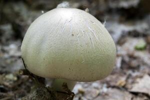 il velenoso funghi su tronco di albero. foto