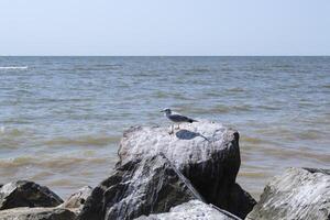 gabbiani su il grande pietre nel il mare. bellissimo paesaggio marino. foto