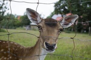 un' giovane cervo dietro a barre. vicino su. foto