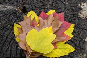 un' mazzo di autunno le foglie su il di legno sfondo con copia spazio. autunno sfondo. foto