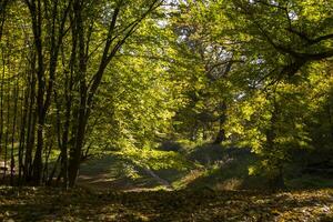 soleggiato autunno paesaggio a foresta foto